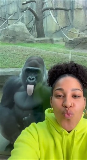 Gorilla Photobombs Selfie & Does The Unthinkable 🤯