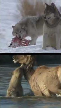 Gray Wolf VS Spotted Hyena - Who Wins? ⚔️🔥