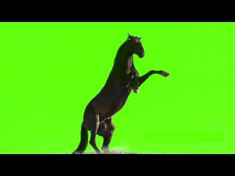 standing horse green screen 2016