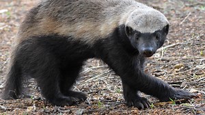 56K views · 1.3K reactions | 15 CRAZY Moments Prey Became Predators Pet Spot | Exploring Wild Nature | Facebook