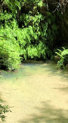 35K views · 152 reactions | One day I hope to own property with a private spring like this  #florida #relax #nature #explore #springbreak | Florida Panhandle Springs and Fossils | Facebook