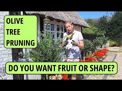 Olive Tree Pruning Tips, Olive Tree Care