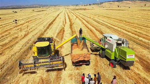 Oromia Arsi zone Hetossa district Wheat cluster | Oromia Bureau Of Agriculture/Biiroo Qonnaa Oromiyaa