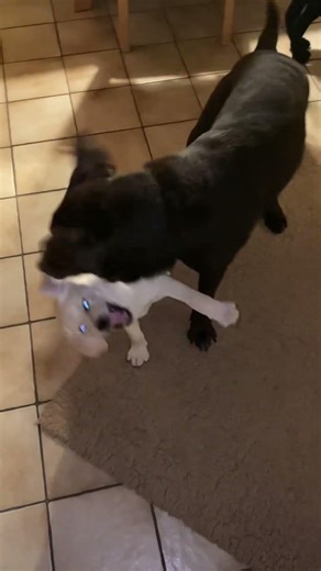 Endspurt - Showdown 🤣 #labrador #puppy #labradordog #lab #labradorpuppy #labradorretriever