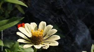 video of a butterfly flying over flowers doing a pollination perfect for the illustration of the phenomenon of wildlife