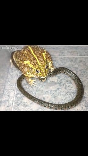 African bullfrog eats a large snake. | Insect Forest