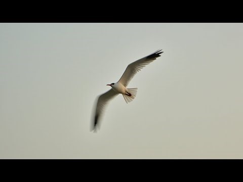 The Beauty of Bird Flight in Slow Motion 4K | Pretty Nature Videos