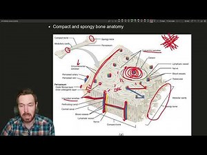 Unlocking the Secrets of Bone Anatomy: An Intro to our Skeletal Framework