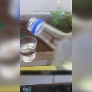 19K views · 61 reactions | Pepe the tomatoe plant was looking a little down so we decided to have shots together | Funny Videos | Facebook