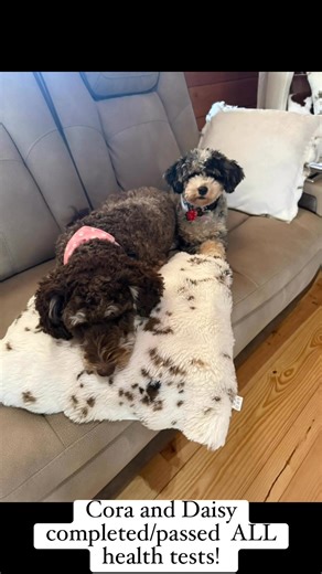 #breederlife #minibernedoodle#mixrobernedoodle#bernedoodle#familybreeder #puppycountdown #puppylove #dogmomlife #raisingpuppies #doodlepuppies #smallbreederbigheart #puppiescomingsoon | Doodles on Rock Creek