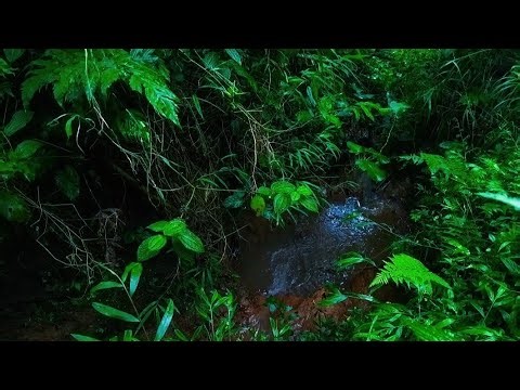 Relaxing Jungle River and calm meditation 🌿 ASMR for Sleep