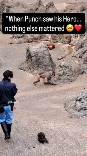 Shikano 💙 Punch #punch #shikano #monkey #japan #love #mom #punchmonkey #japan #fyp #shorts #care