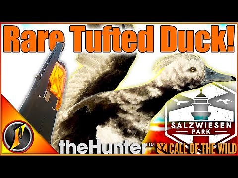 FINALLY! Rare Tufted Duck for Our Lodge! | theHunter Call of the Wild