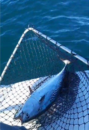 Fishing for Mac Tuna: Techniques and Tips