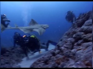 WILD: Angel Shark Attacks Scuba Diver