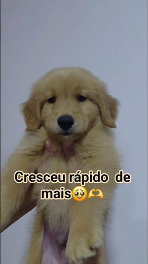 You can't press play without falling in love 🥰 #goldenretriever