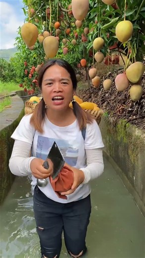 Qianjie's Orchard's Amazing Videos 1