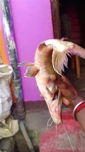 💥 Khatarnak River Fish – Don’t Touch This! #viral #‪@MrBeast‬ #trending #fish #fishing
