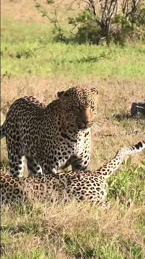 RARE leopards mating