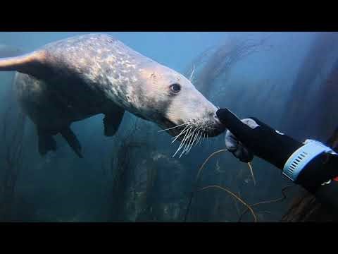 Freediving With Seals UK