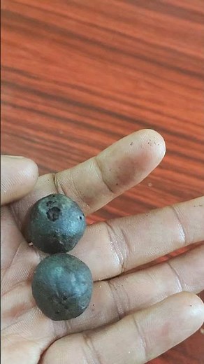 Original Rudraksha #rudraksha how to get Rudraksh from fruit #Rudraksha tree rudraksha frout nepal