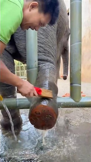 Elephant feet cleaning 🐘