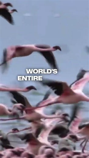2.5 Million Flamingos Gather in One Place