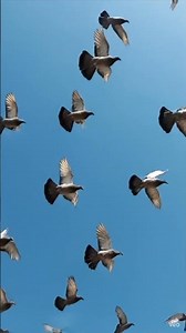 Flying pigeons #pigeonshort #pigeon #kabootarba #fancykabootar #kabootar #kabootarloft05 #pigeons