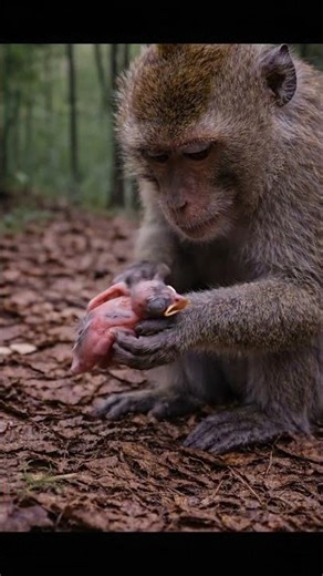Unexpected Hero: A Monkey Helps a Baby Bird Get Home