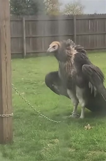 Weird Looking Bird: Identifying a Strange Eagle-Owl
