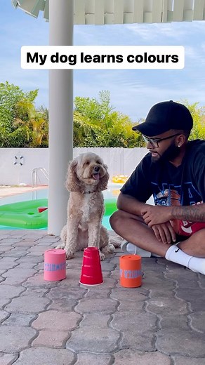 Luna The Mini Cockapoo on Instagram: "She’s such a fast learner… 😳 #dogs #smartdog #cockapoo"