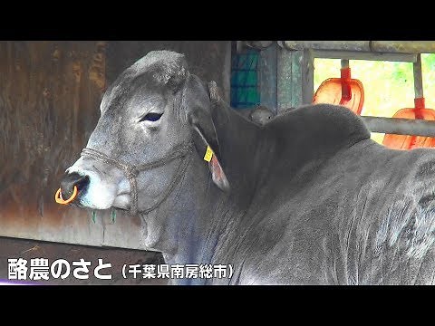 白牛（ゼブー種）「酪農のさと（日本酪農発祥の地）」千葉県南房総市 2019年5月3日