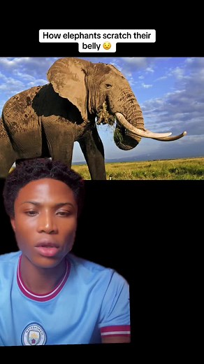 How Elephants Scratch Their Belly - Explained