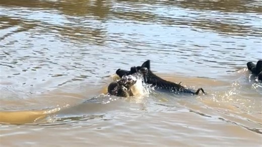 WATCH: Porkers saving their bacon in Daly River croc attack