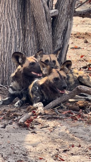 African Wild Dogs - Mokete Concession, Botswana, October 2025 | Scott Hyman