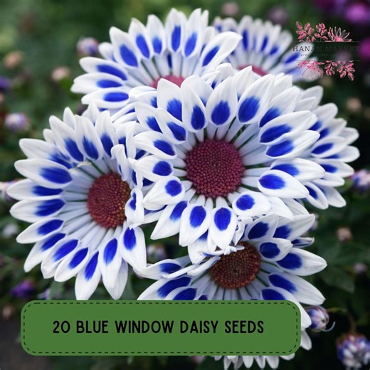 20 Blue Window Daisy Seeds, Colorful Window Box Flower - Etsy