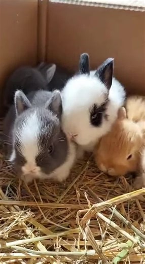 Heart-Melting Moments with Cute Baby Bunny