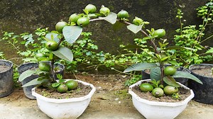 101K views · 3.4K reactions | Fast-Track Guava Growth Tips For Big Harvest | DIY Balcony Garden | Facebook