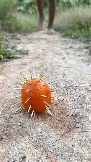 Survive skills samrt ldea and useful with single mom #bushcrft #camping #outdoors