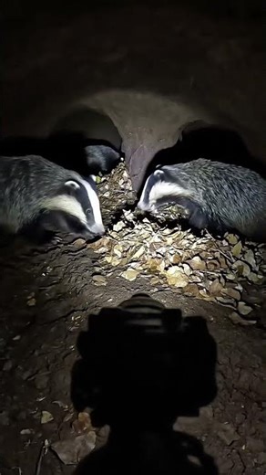 Badger Digging Deep Into Its Underground Sett Amazing Wildlife Footage