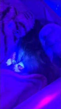 How does this 11-Day old neonate kitten have ringworm??? 😭😭😭