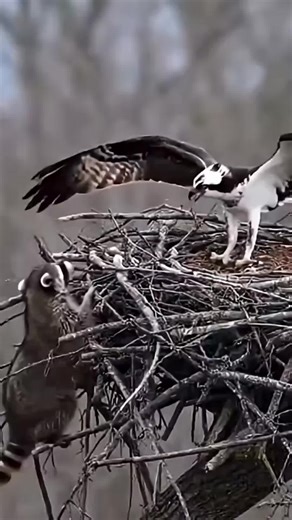 #worldanimalsfaiting🐆🦌🐆🐦#intarastingsatori #foryoupage❤️❤️ #foryou #foryou