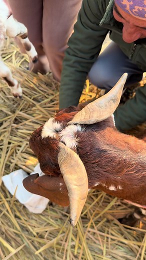 Experience the Joy of Baby Goat Birth on Our Farm