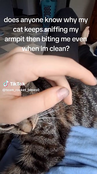 Why Does My Cat Sniff and Bite My Armpit?
