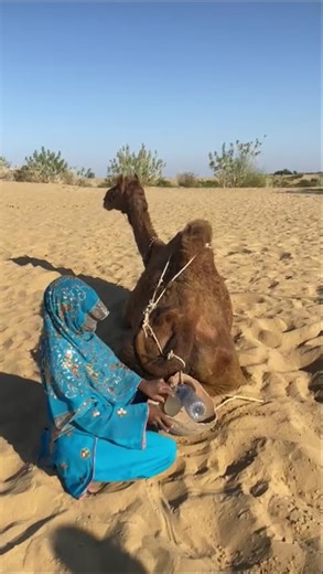 big Bull Camel 🤣 fighting 🤣 sounds style 🤣