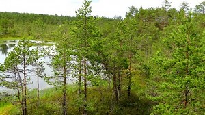 Panorama Swamp Field Viru Raba Lahemaa: vídeo stock (100% livre de direitos) 1012967600 | Shutterstock