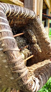 DIE KOMMUNIKATION DER BIENEN !!🐝🍯 #beesteez #steez #bienen #imkern #bienenvolk #bees #bee #imker #sommer #biene | Beesteez