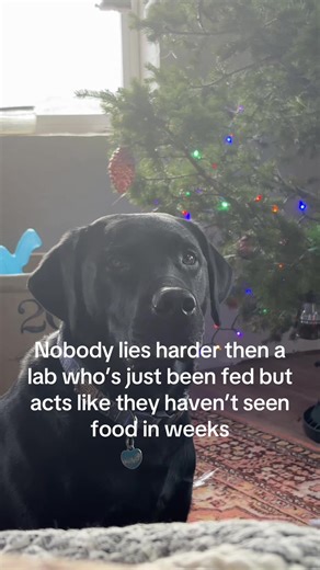 Black Labs: The Biggest Liars in Dog Behavior