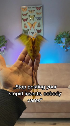 #insects #insect #viral #fyp #tiktokinsects #windresistance #moth #mantis #legends #bees #stoppostingweirdstories #nature #butterfly #bugs #entomology