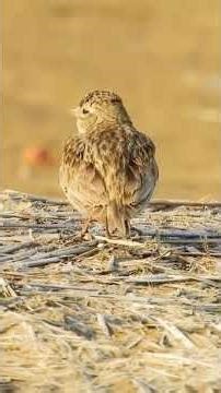 Sand Lark singing! (Alaudala raytal)